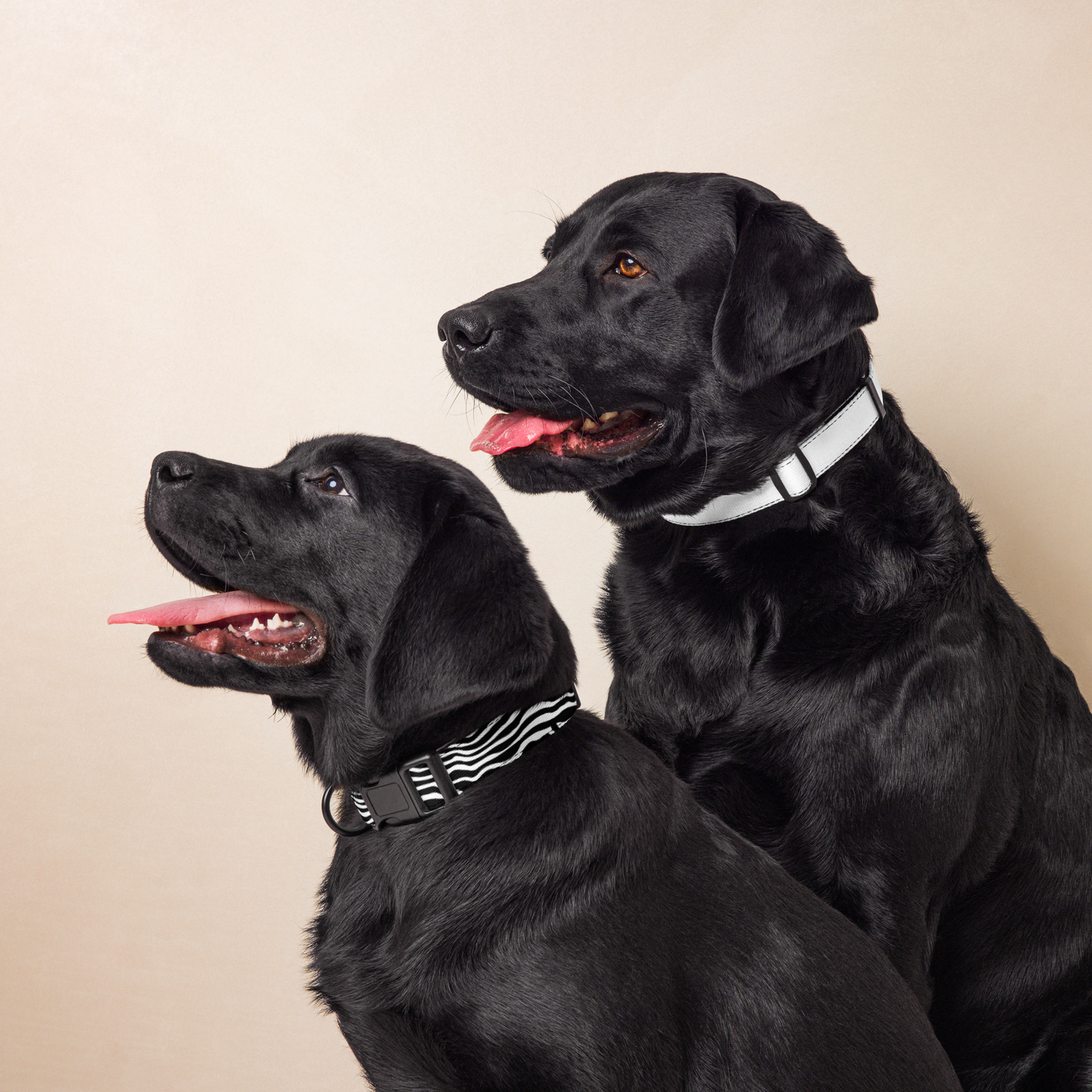 Pet Collar - Zebra Print (3 Sizes)